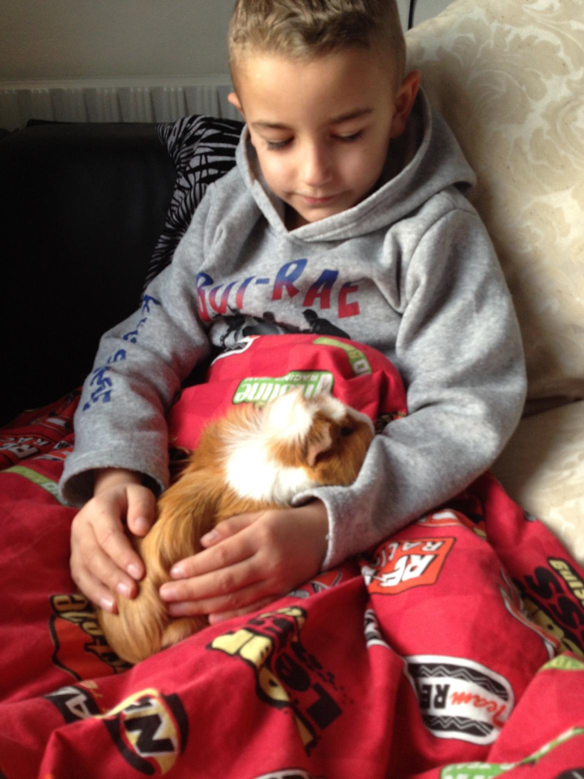 Marsvin Asterix billede 14