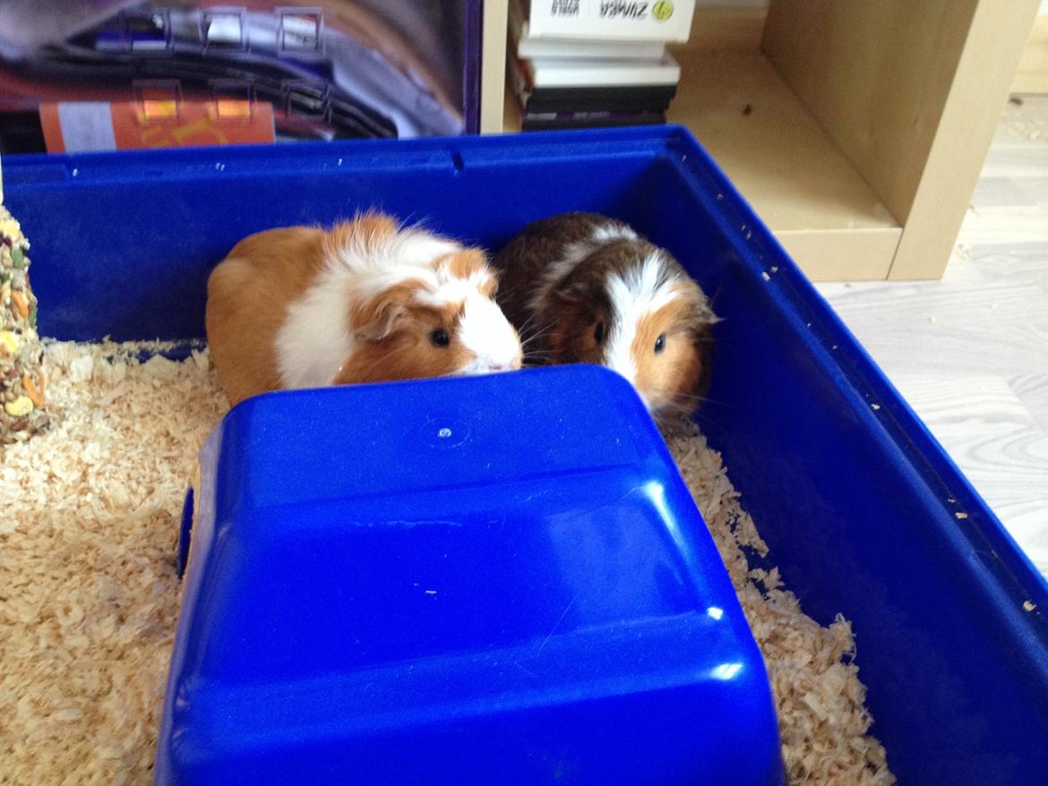 Marsvin Asterix billede 16