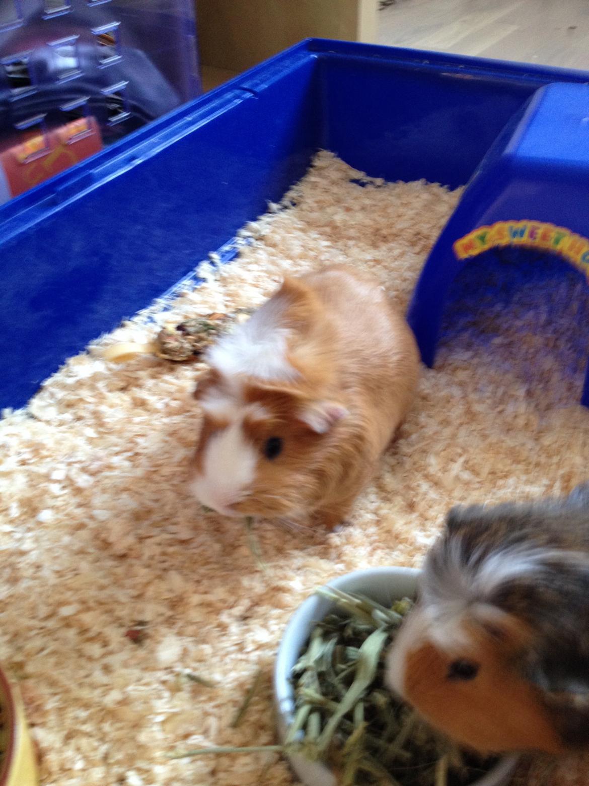 Marsvin Asterix billede 17