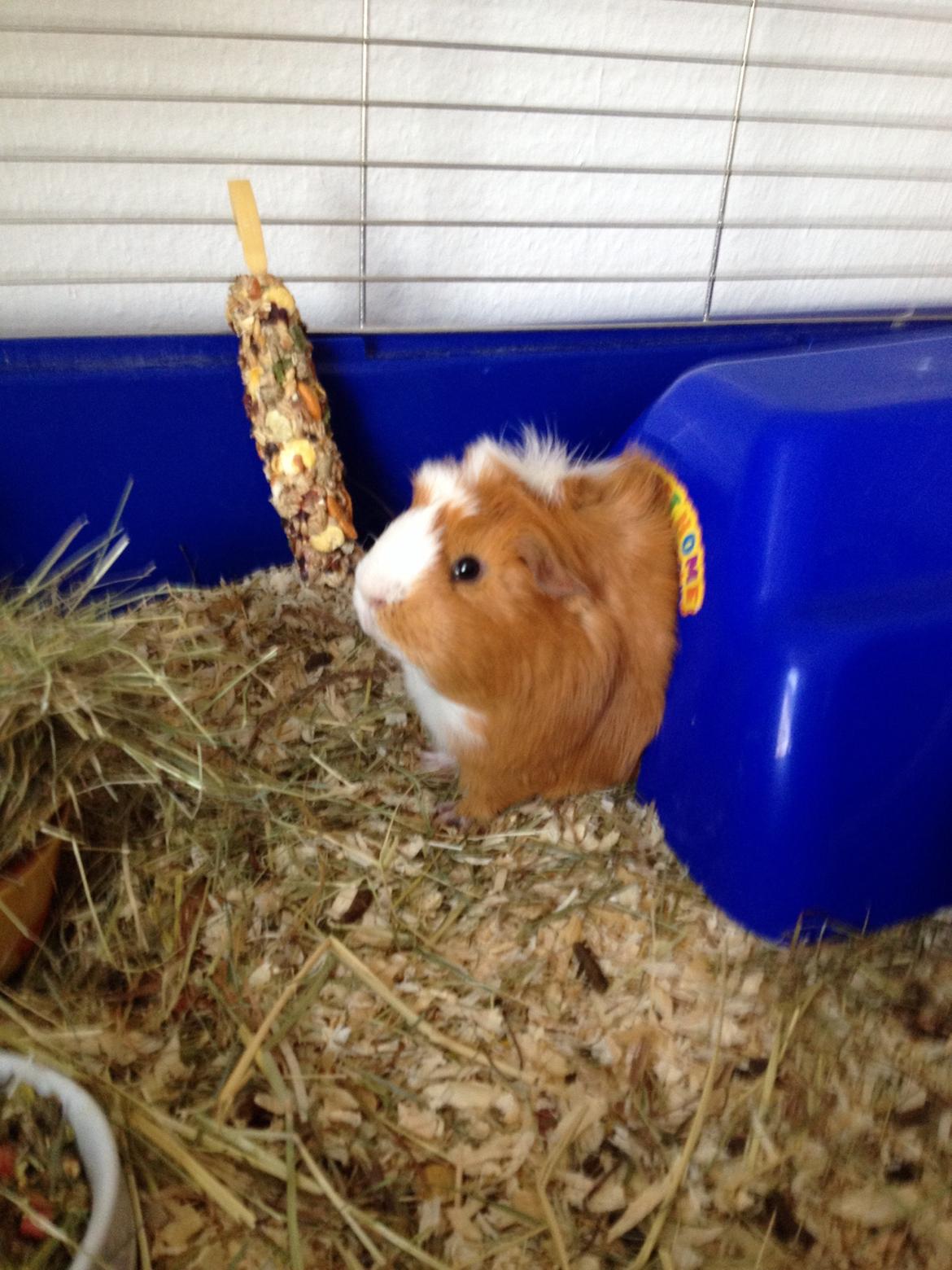 Marsvin Asterix billede 18