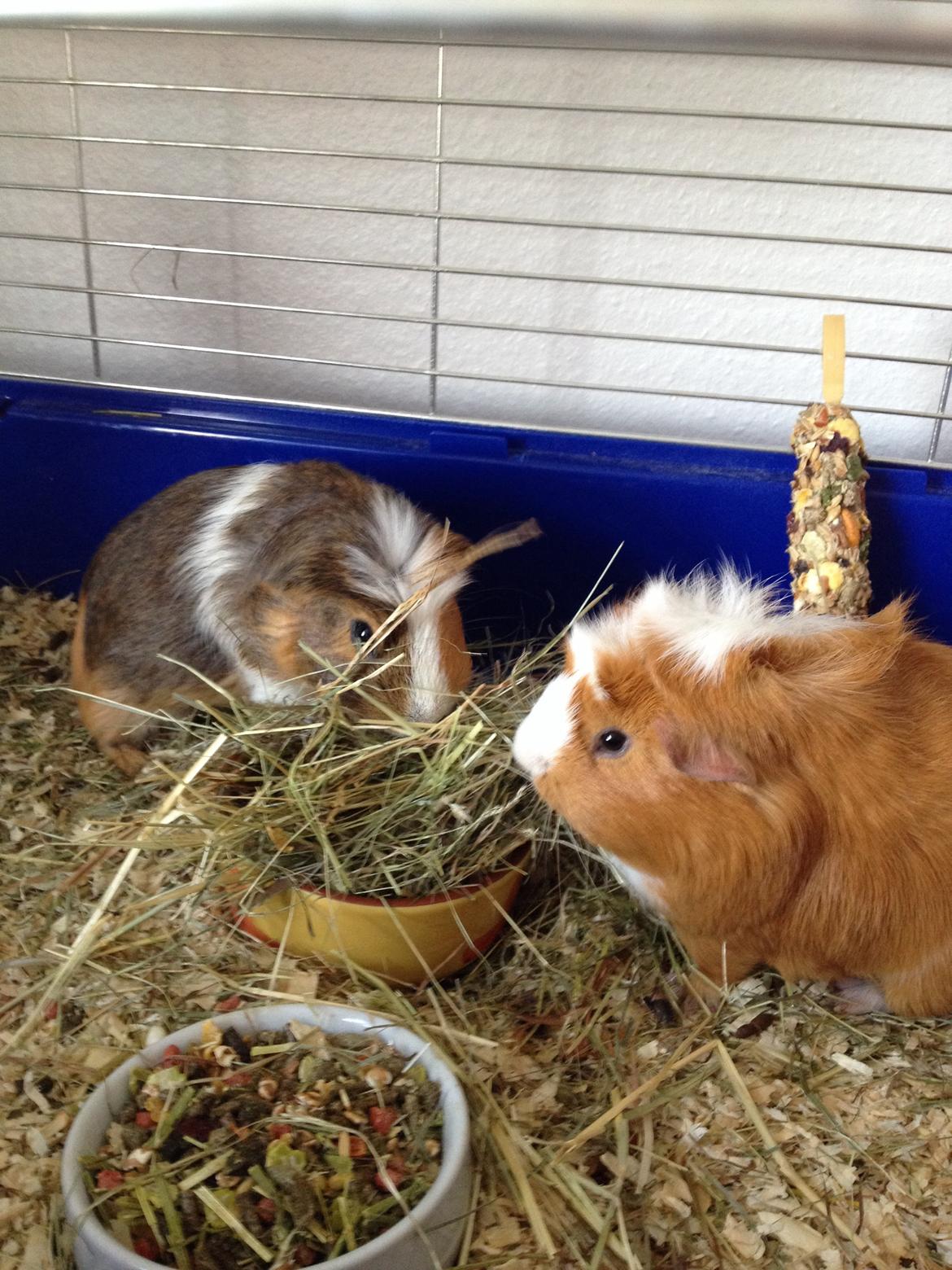 Marsvin Asterix billede 19