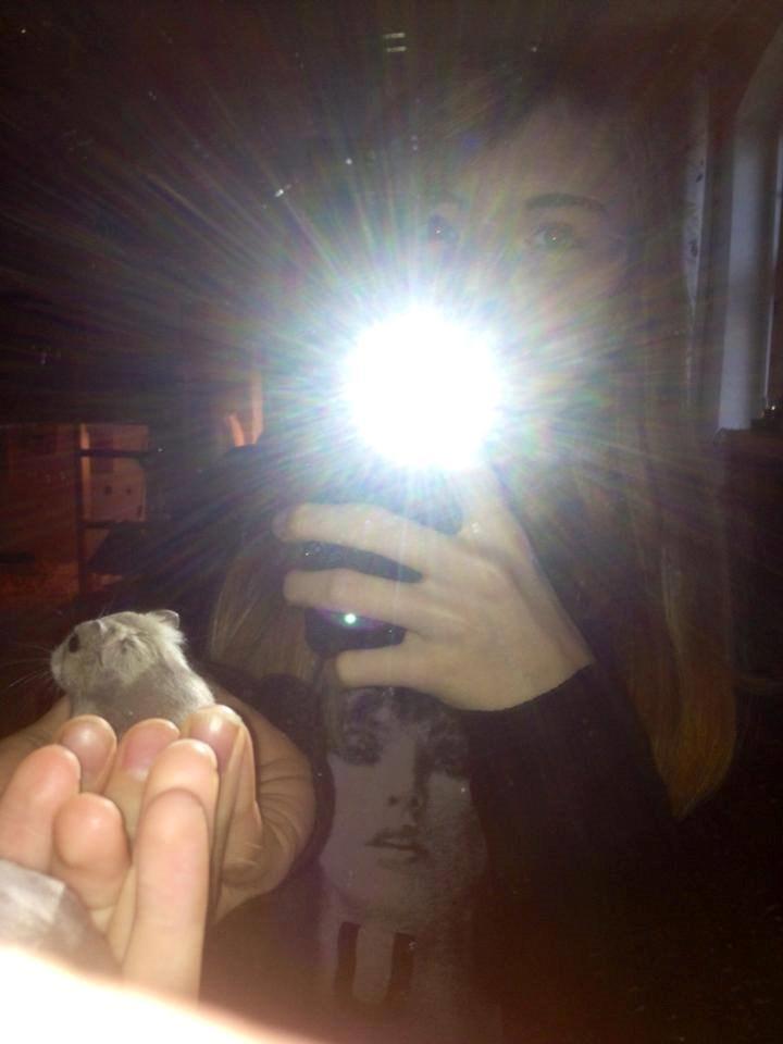 Dværghamster Schikira billede 3