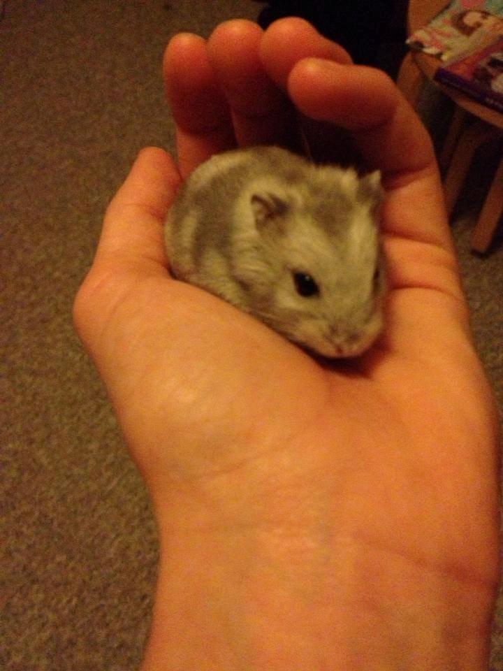 Dværghamster Schikira billede 4