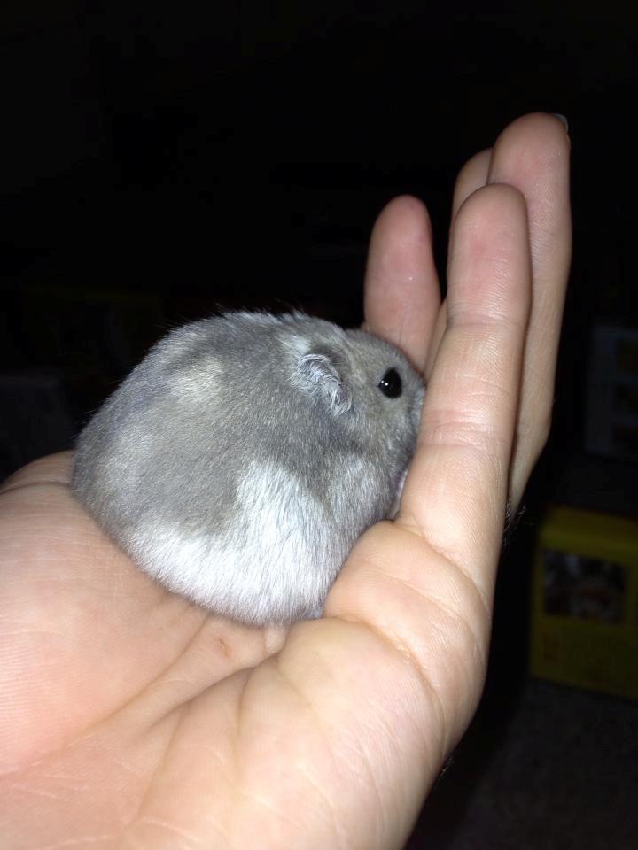 Dværghamster Schikira billede 6
