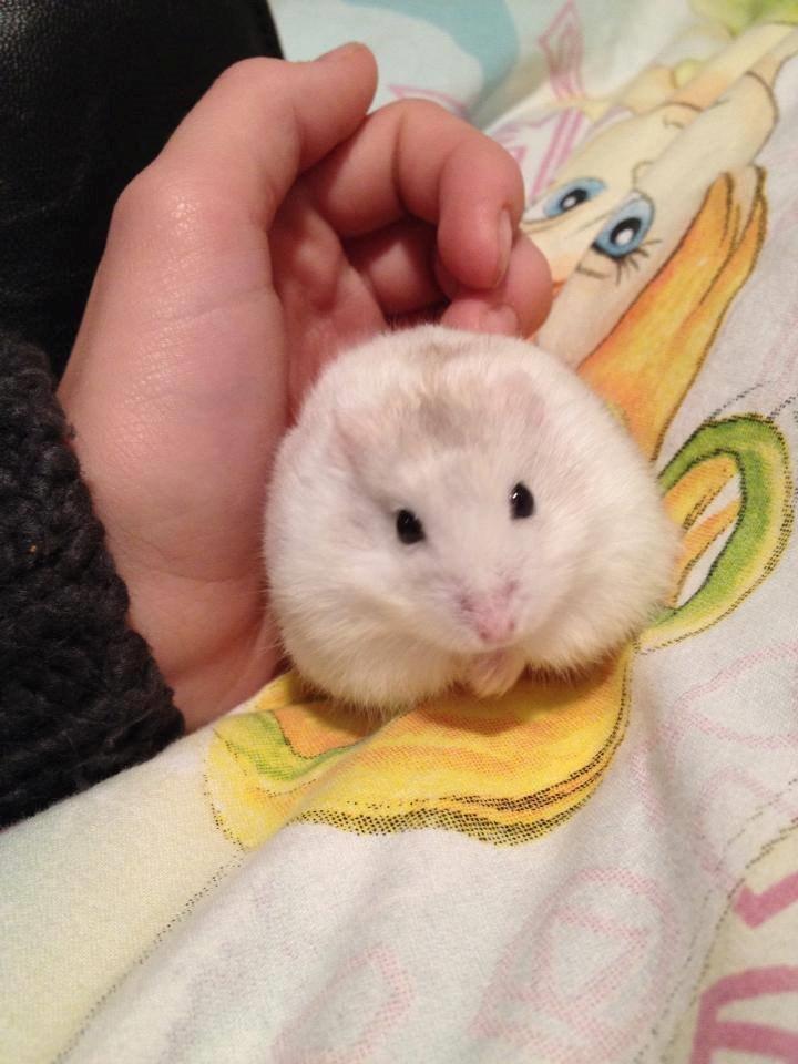 Dværghamster Snebold billede 9