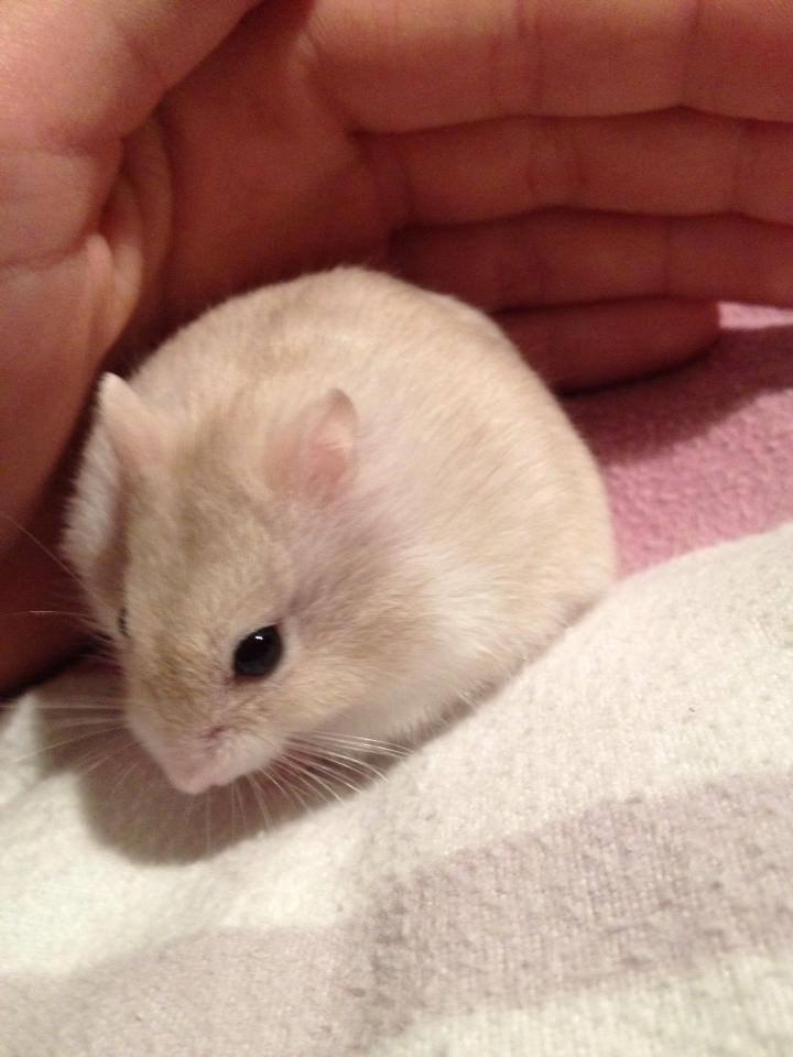 Dværghamster Snebold billede 11
