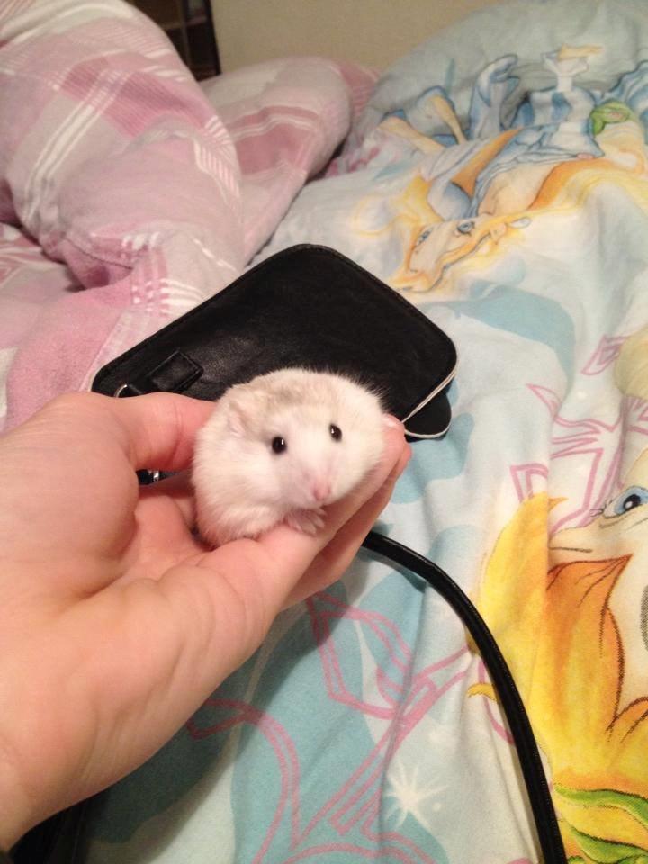 Dværghamster Snebold billede 12