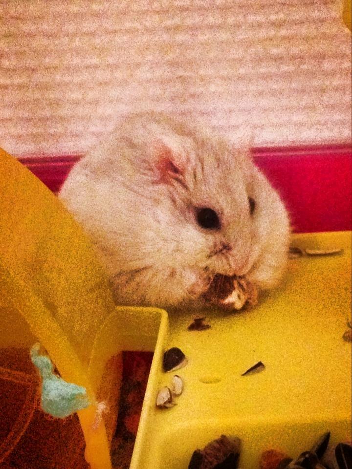 Dværghamster Snebold billede 13