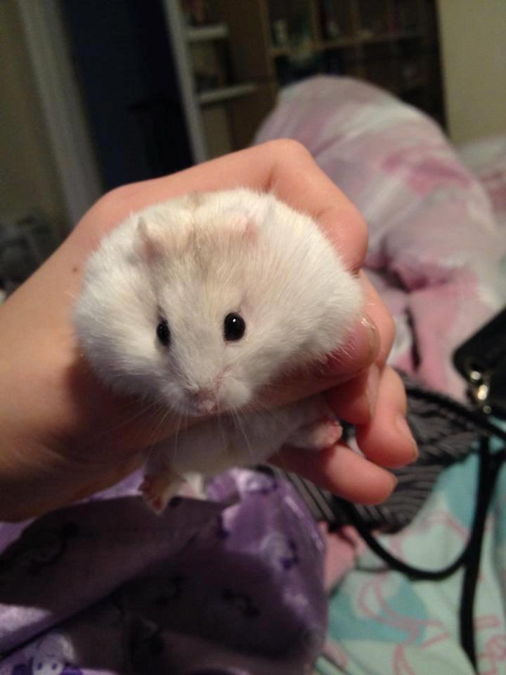 Dværghamster Snebold billede 10