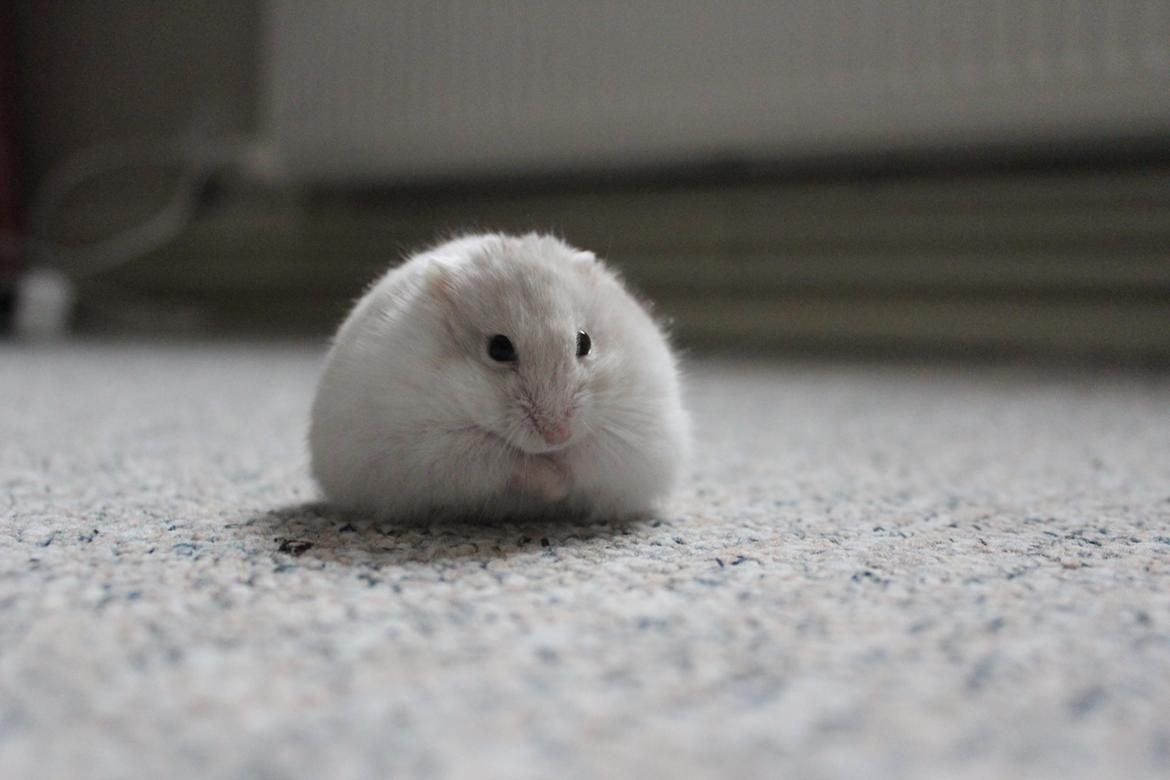 Dværghamster Snebold billede 14