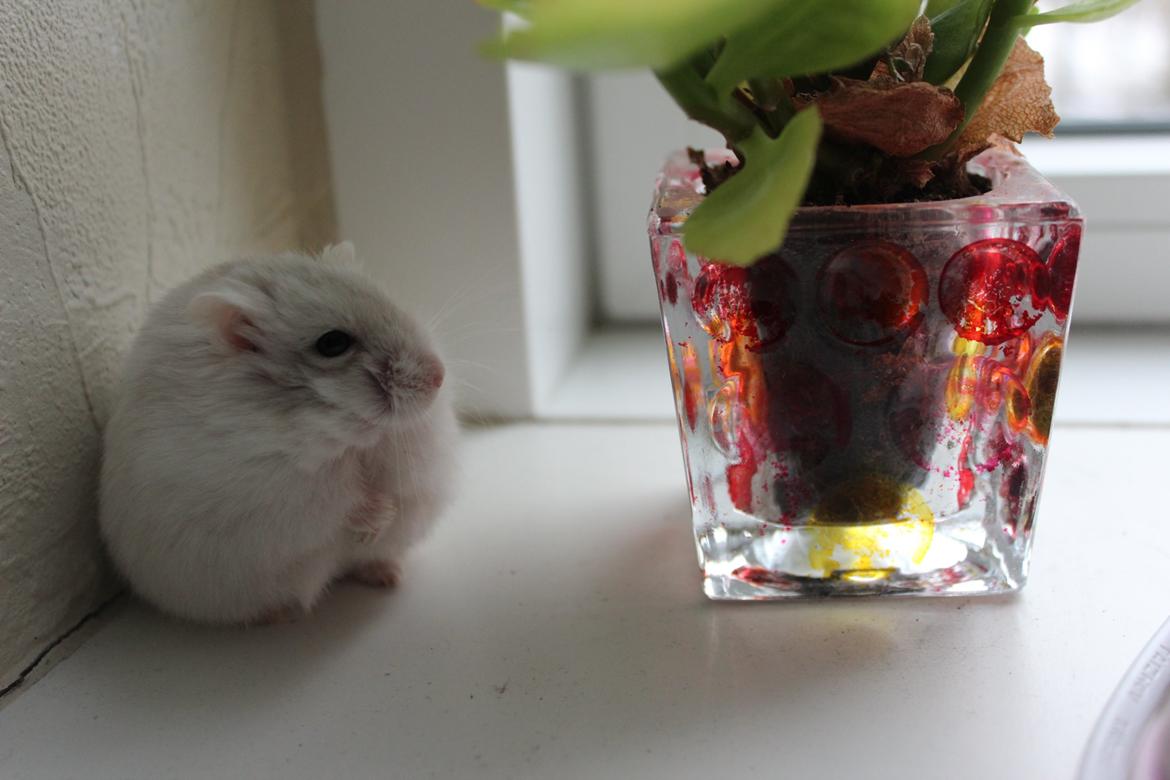 Dværghamster Snebold billede 15