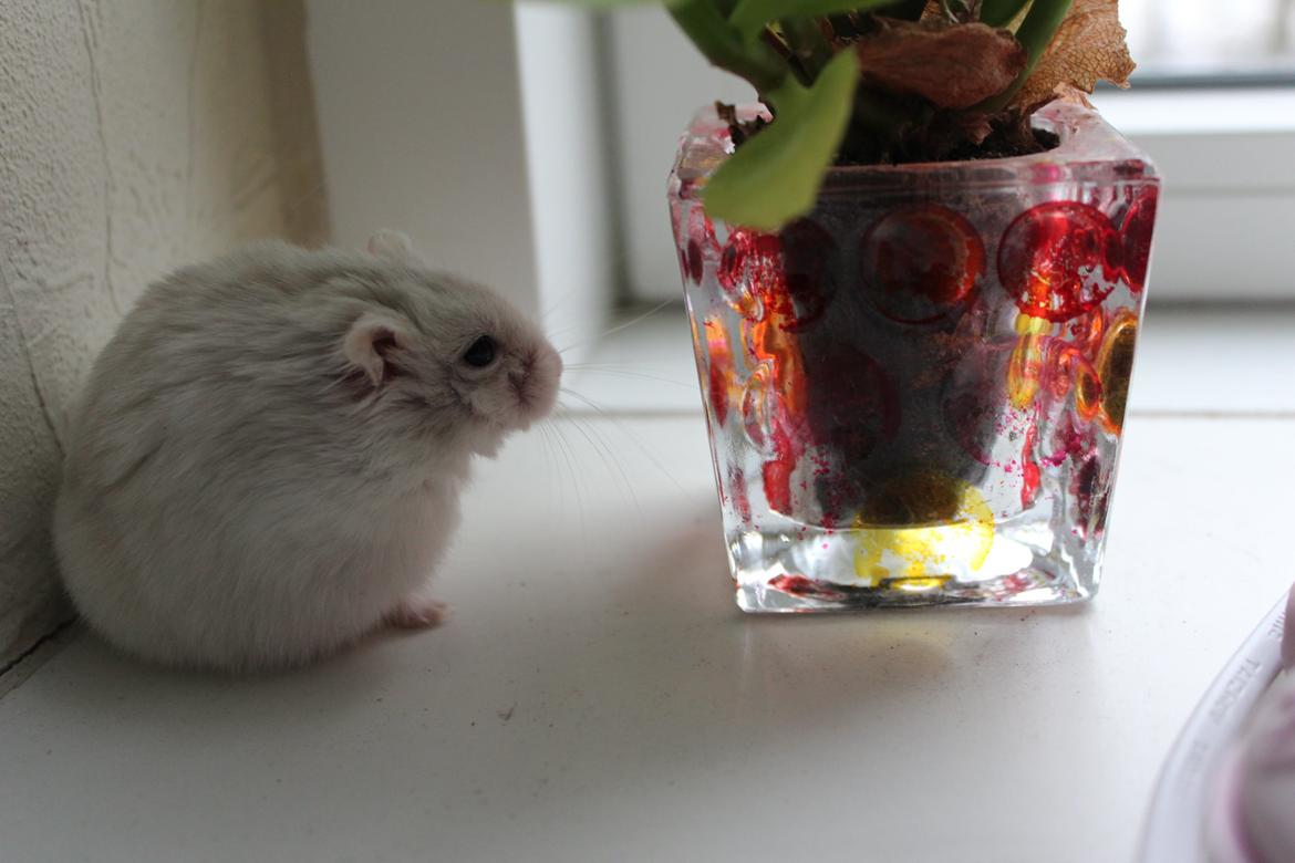 Dværghamster Snebold billede 16