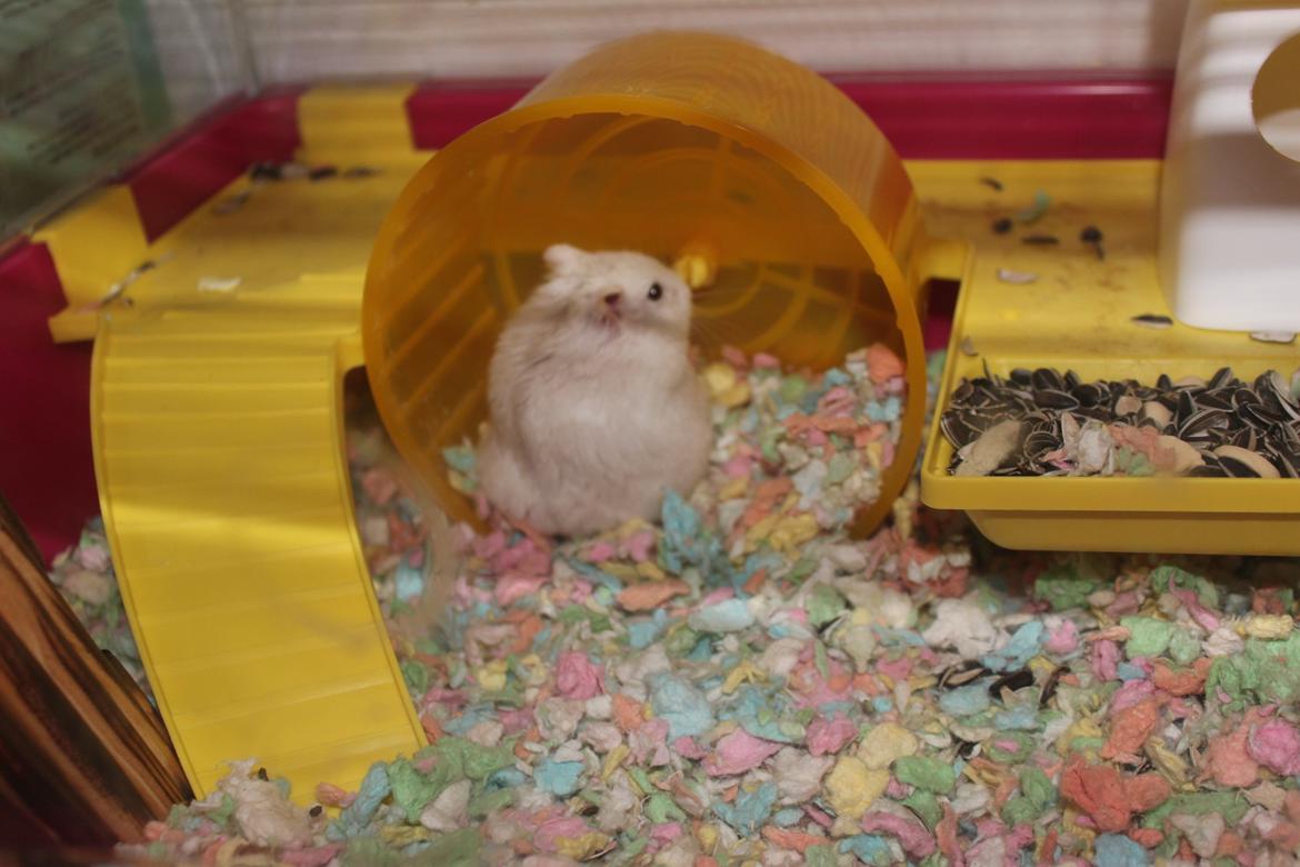 Dværghamster Snebold billede 8