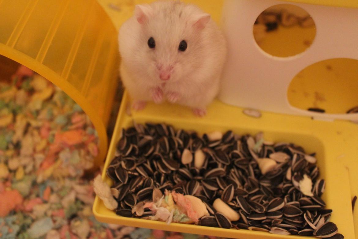 Dværghamster Snebold billede 6