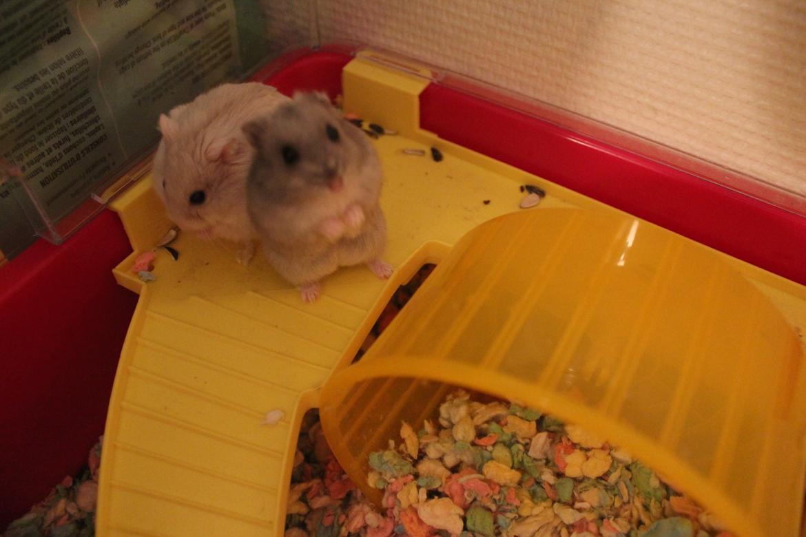Dværghamster Snebold billede 17