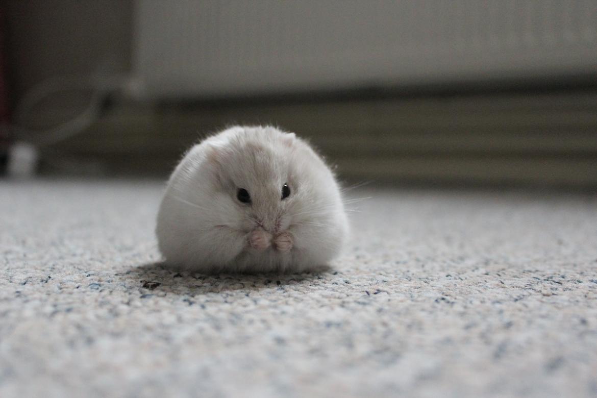 Dværghamster Snebold billede 18