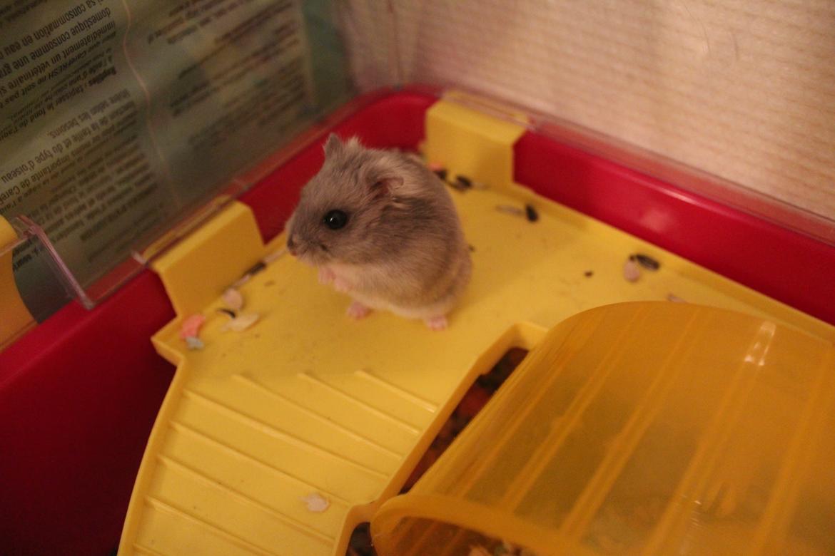 Dværghamster Schikira billede 7