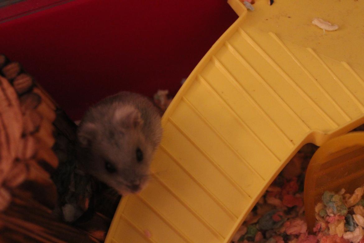 Dværghamster Schikira billede 8