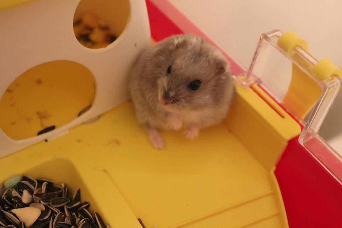 Dværghamster Schikira billede 9