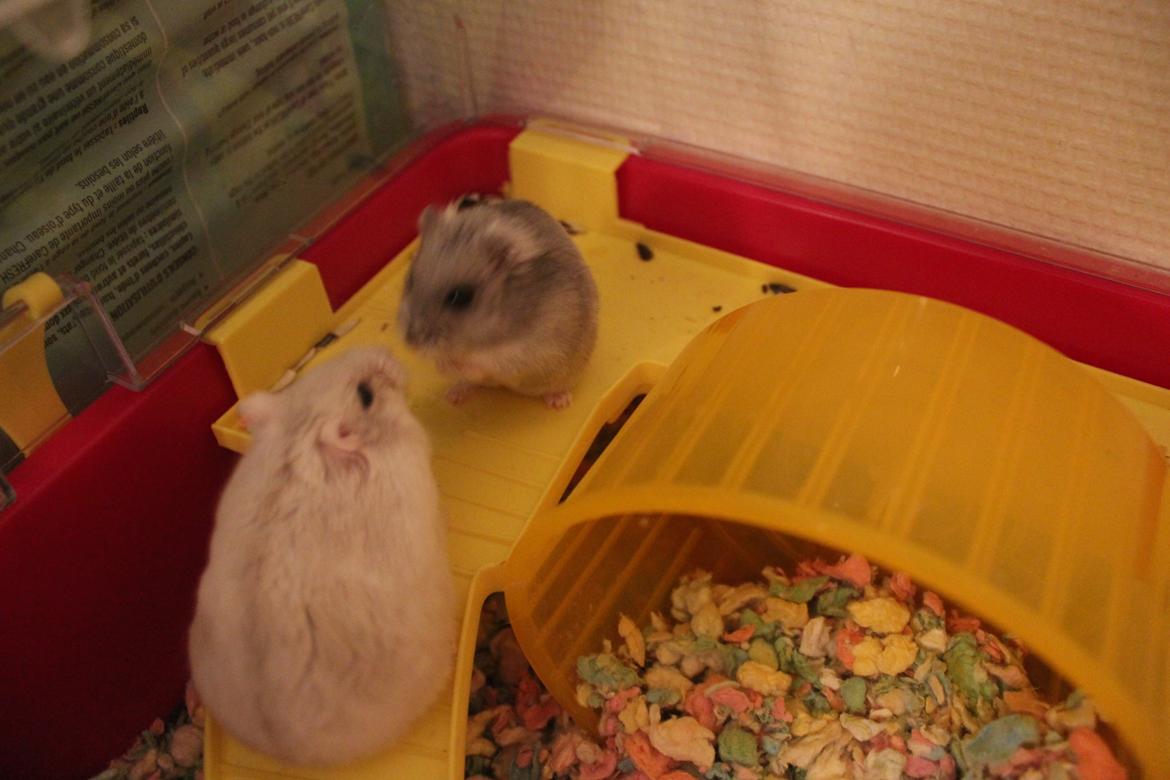 Dværghamster Schikira billede 11