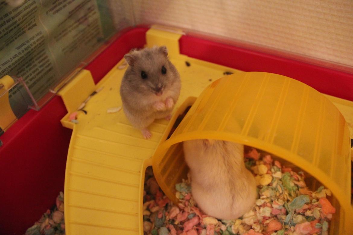 Dværghamster Schikira billede 10