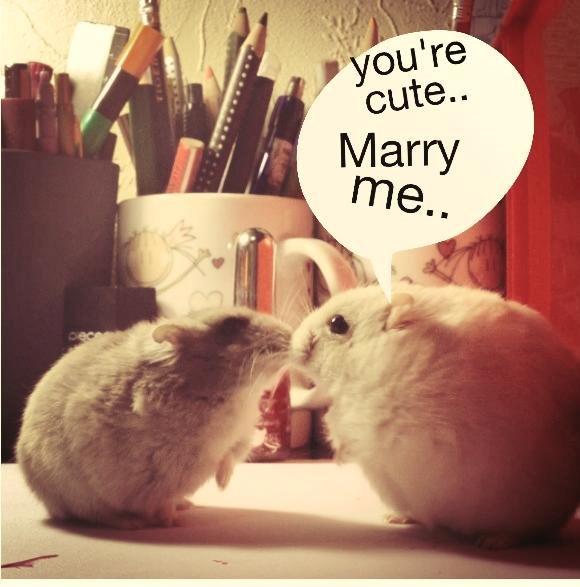 Dværghamster Schikira billede 12