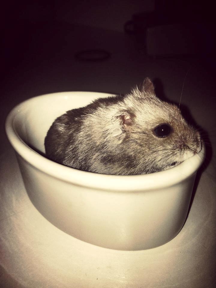 Dværghamster Schikira billede 1