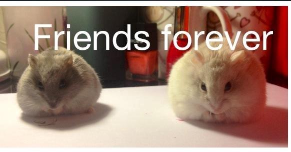 Dværghamster Schikira billede 13