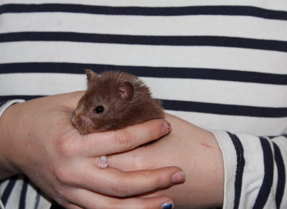 Hamster Rescue Ella billede 7