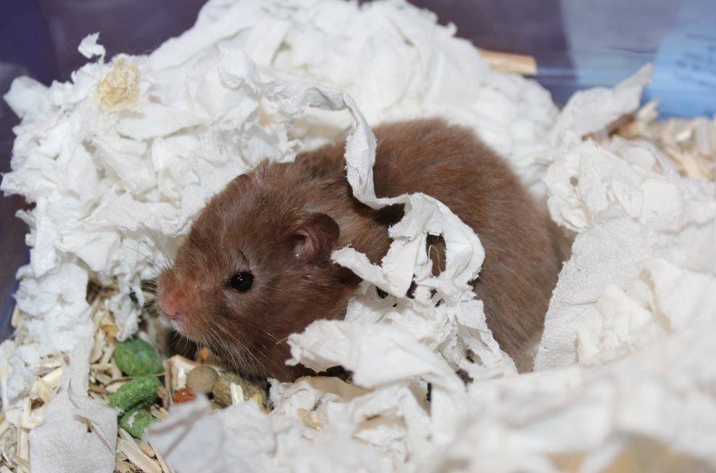 Hamster Rescue Ella billede 9