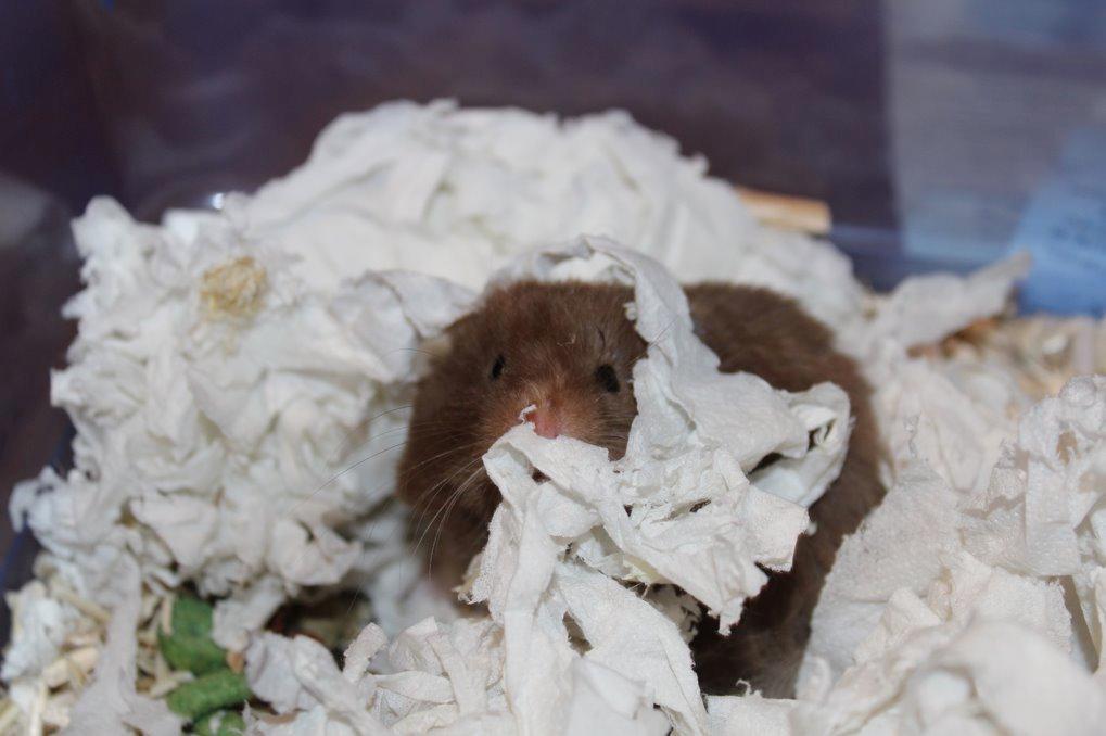 Hamster Rescue Ella billede 8