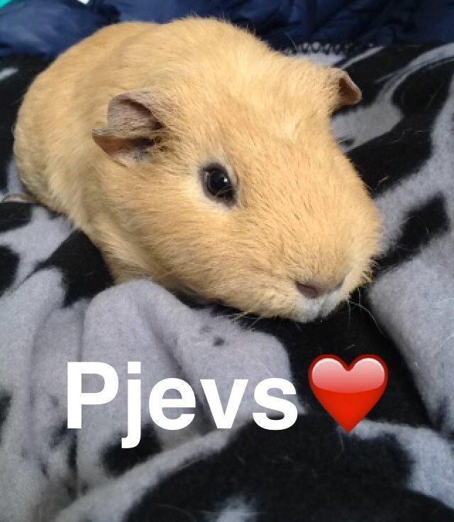 Marsvin Pjevs billede 1