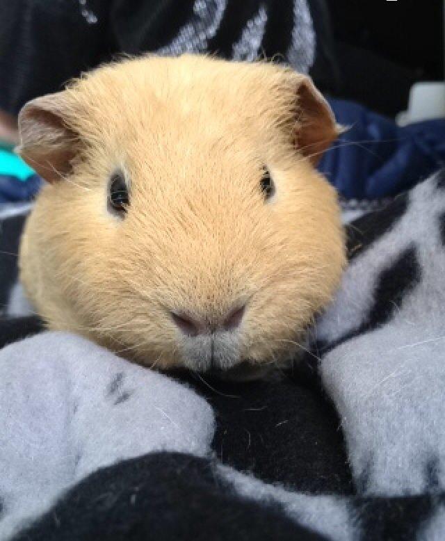 Marsvin Pjevs billede 2