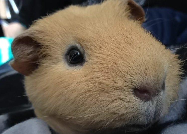 Marsvin Pjevs billede 3