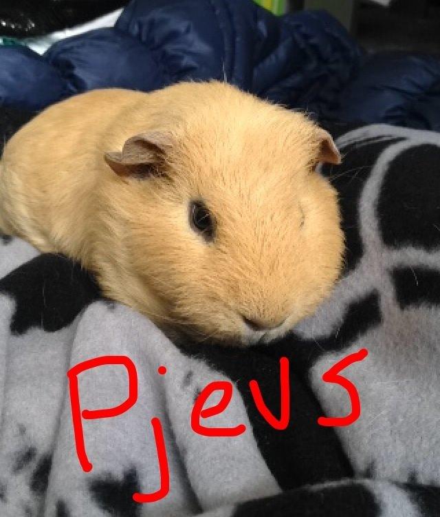 Marsvin Pjevs billede 4
