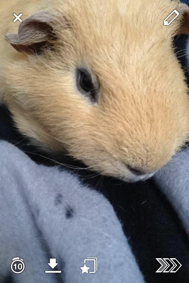 Marsvin Pjevs billede 5