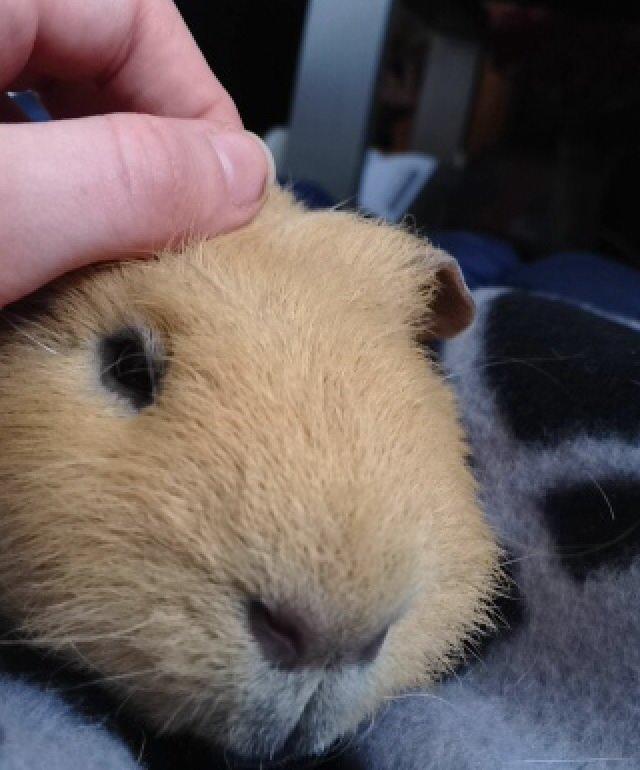 Marsvin Pjevs billede 6