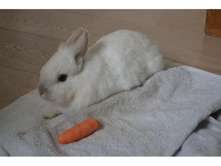 {{currentPhoto.altText}} billede {{currentPhoto.number}}