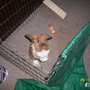 Kanin Solbakkes Bertram