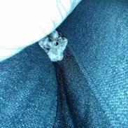 Dværghamster Pjevsen