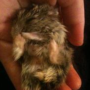 Dværghamster Pjevsen