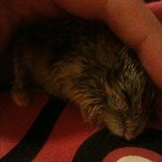 Dværghamster Pjevsen