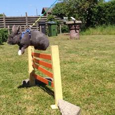 Kanin Blue Lightning