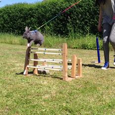 Kanin Blue Lightning