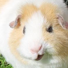 Marsvin RENESMEE fra Stokkemarke