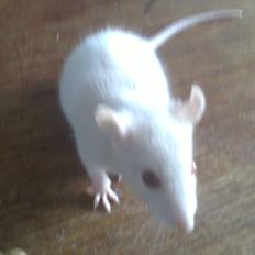 Tamrotte Carlo (Bassen) *RIP*