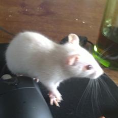 Tamrotte Carlo (Bassen) *RIP*