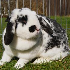 Kanin |DV| Aras´ Kasmira