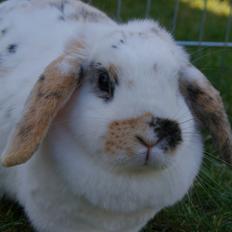 Kanin |DV| Aras´ Dolce Bambina