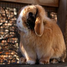 Kanin |DV| Aras´ Piccoli